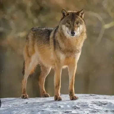 Profile image of 늑대