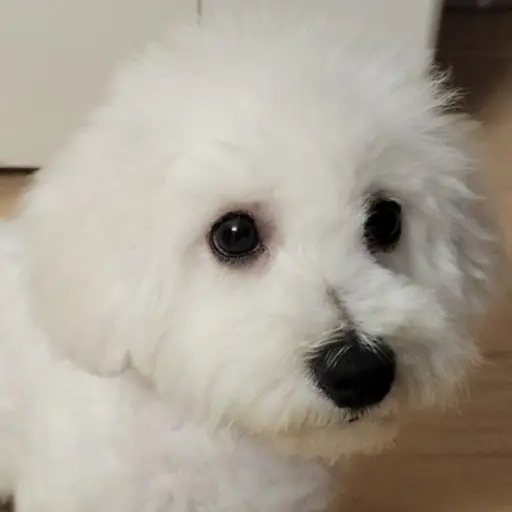 Iove_911의 사춘기온 강아지🐶