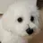 사춘기온 강아지🐶