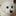 사춘기온 강아지🐶