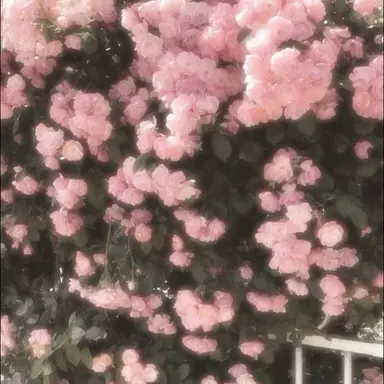 Profile image of 三途 春千夜