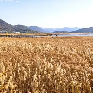 Profile image of Reed Bed