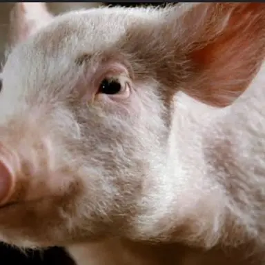 Profile image of 윌버