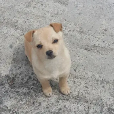 Profile image of 정비단 몽몽이