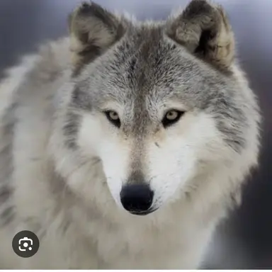 Profile image of 늑대