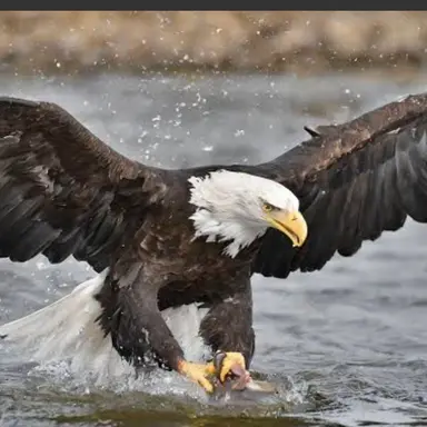 Profile image of 흰머리수리