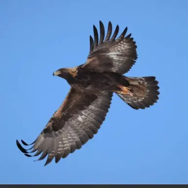 Profile image of 검독수리