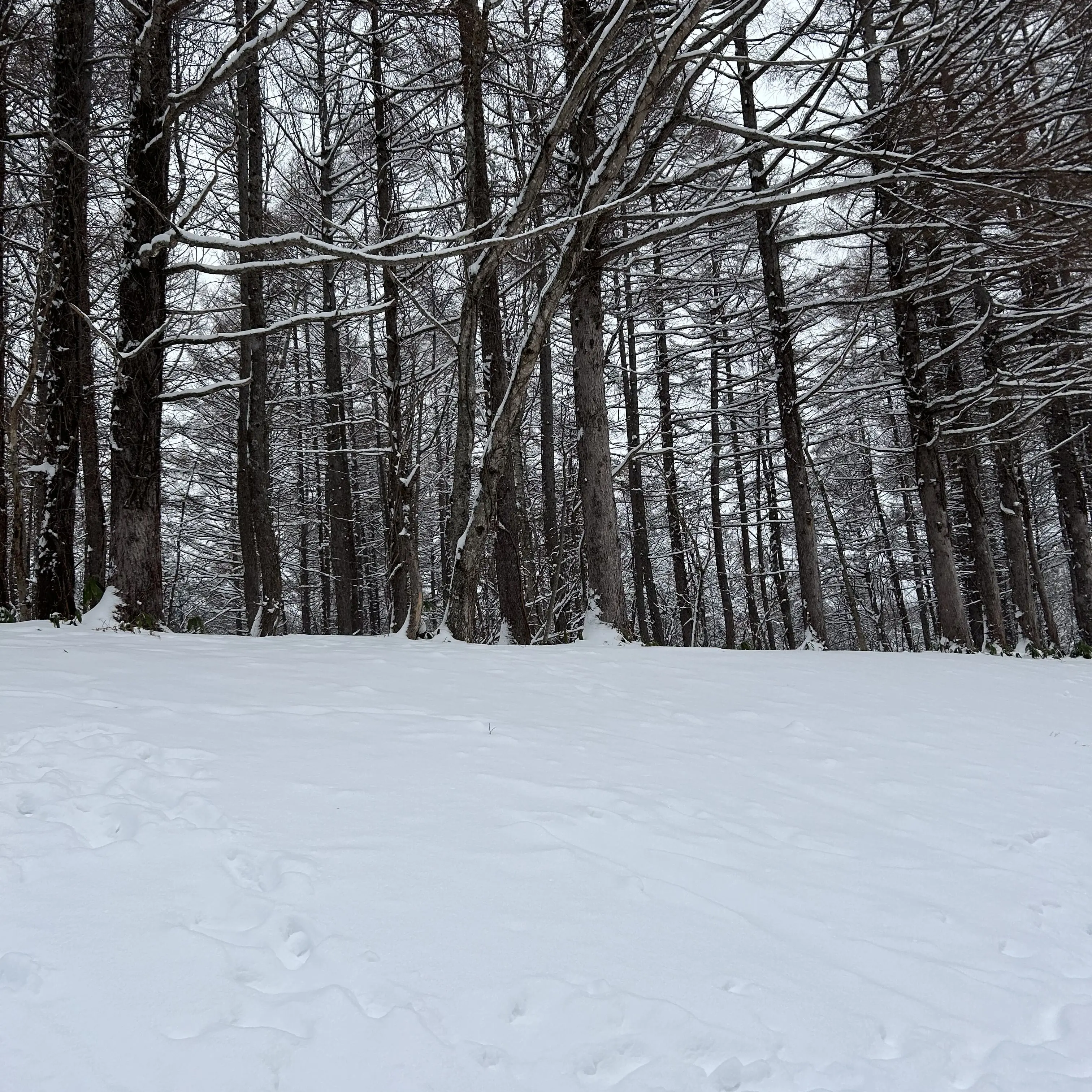 HonestLeech5019의 milk幼稚園！