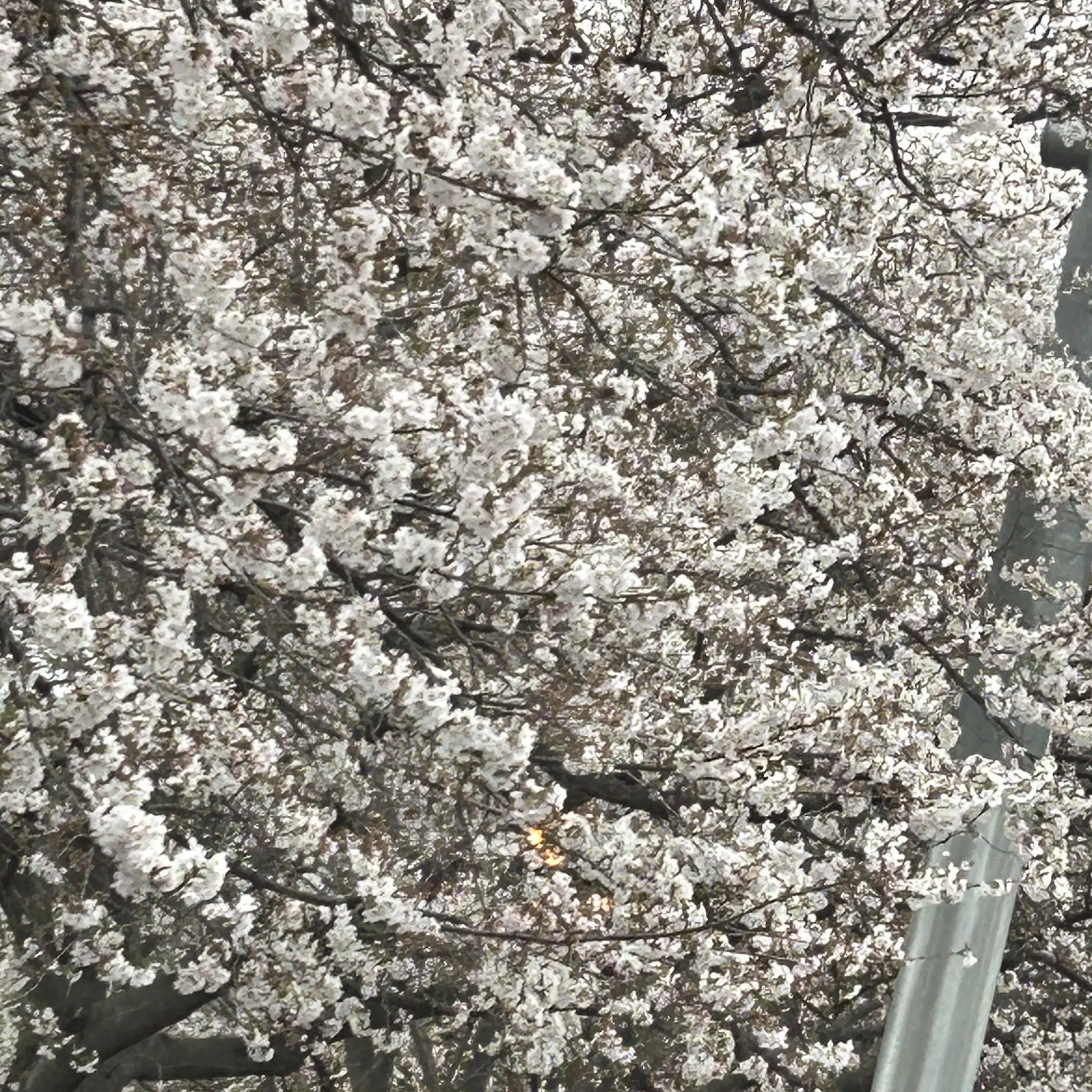 Aoi401_doblebrack의 Sweet Days with Sigareta
