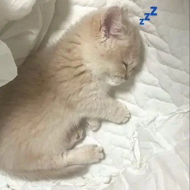 Profile image of 動物ライバー