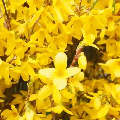 Profile image of 배이