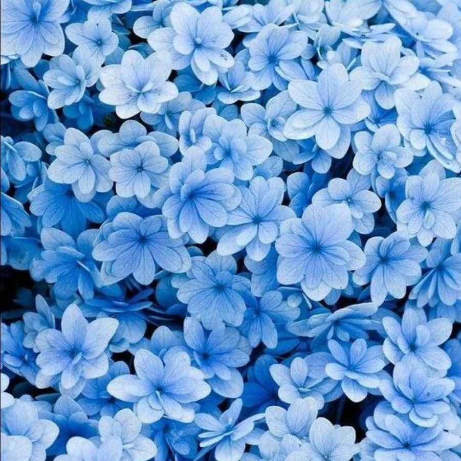 NMIXX 대표 이미지