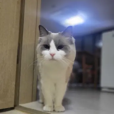 Profile image of 덕개