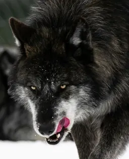 Profile image of Holf 홀프
