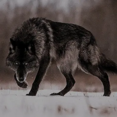 Profile image of Holf 홀프