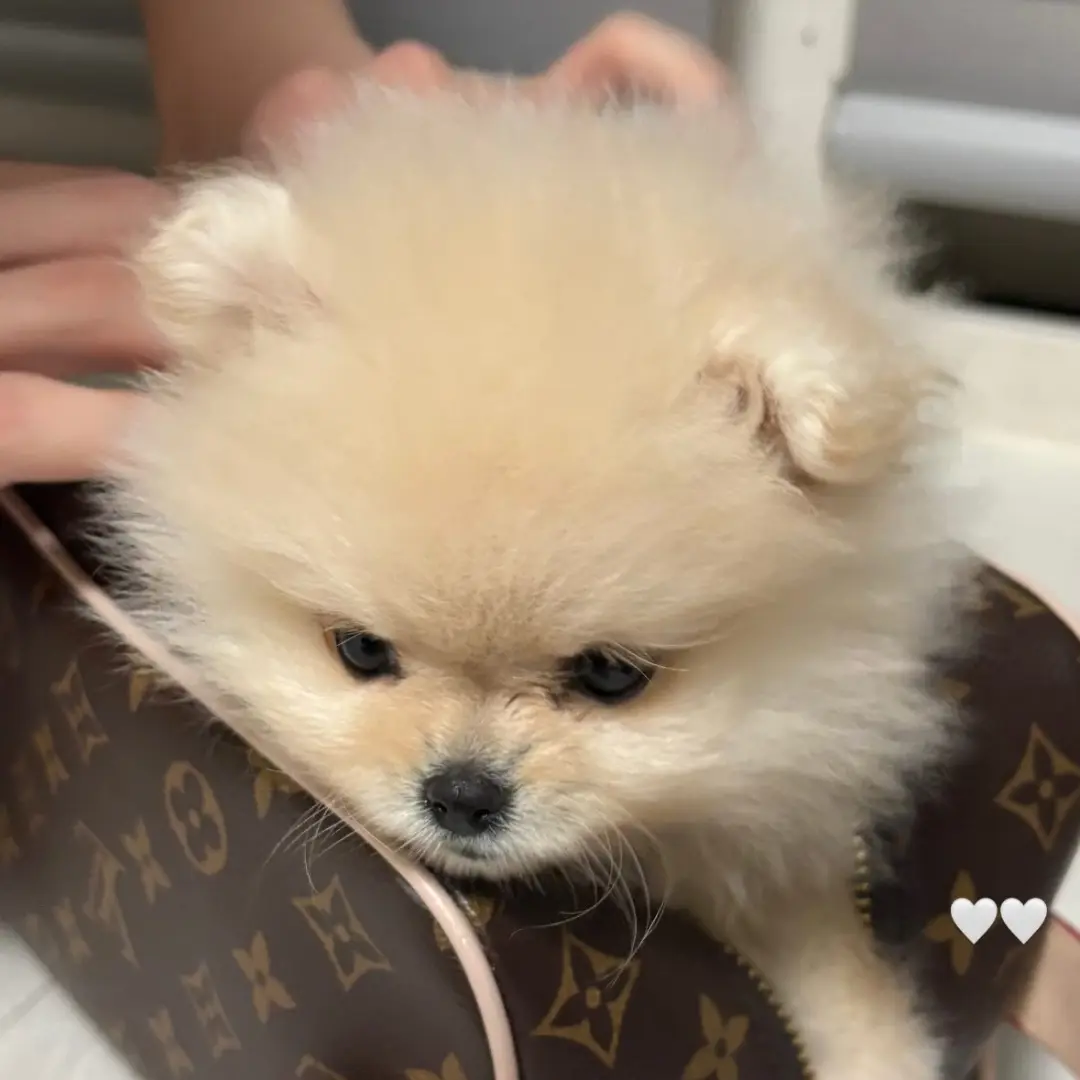 milki8251의 김소은바보