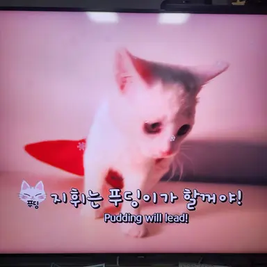 Profile image of 푸딩