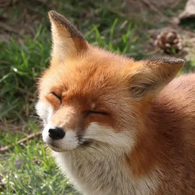 Profile image of ジョンイン