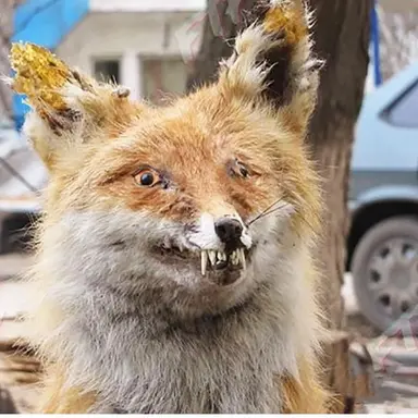 Profile image of 여우