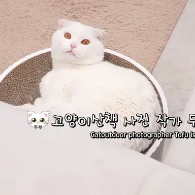 Profile image of 두부