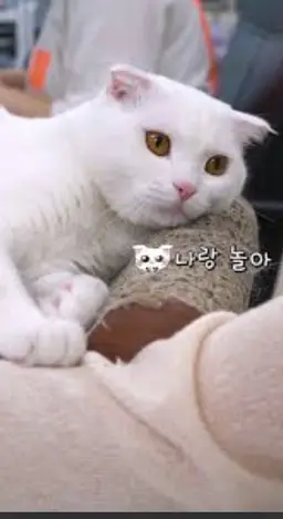 Profile image of 두부