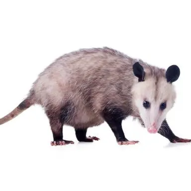 Profile image of オポッサム