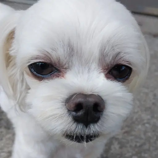 FitHoist9426의 깜직이
