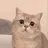 고양이