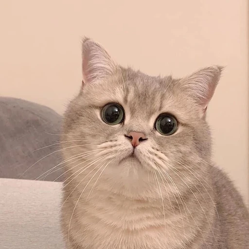 고양이