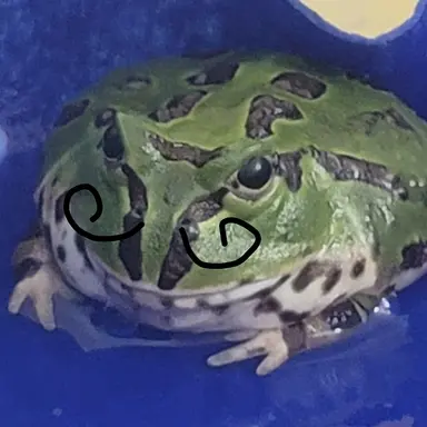 Profile image of 개돌이