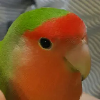 Profile image of 앵무짹