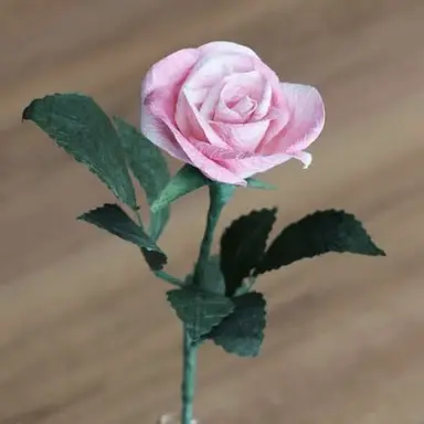 Profile image of No.5