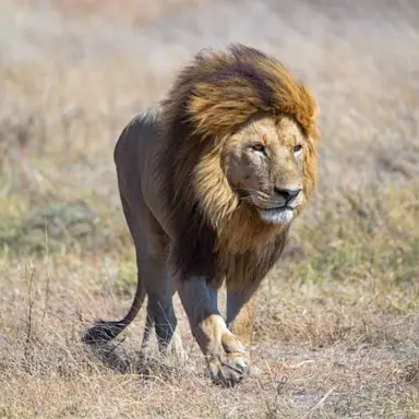 Profile image of 사자