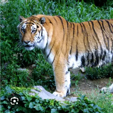 Profile image of 시베리아 호랑이