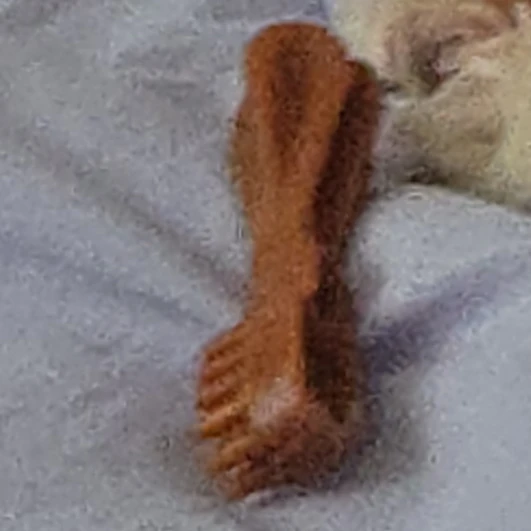 한 강아지에 개껌