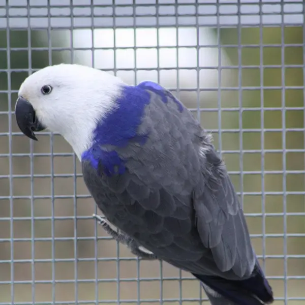 Seoul_parrotjjok의 뉴기니아 코코