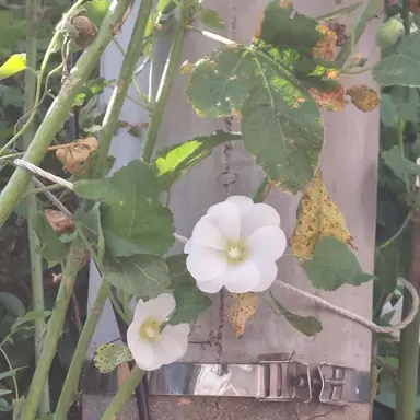 Profile image of 덕개