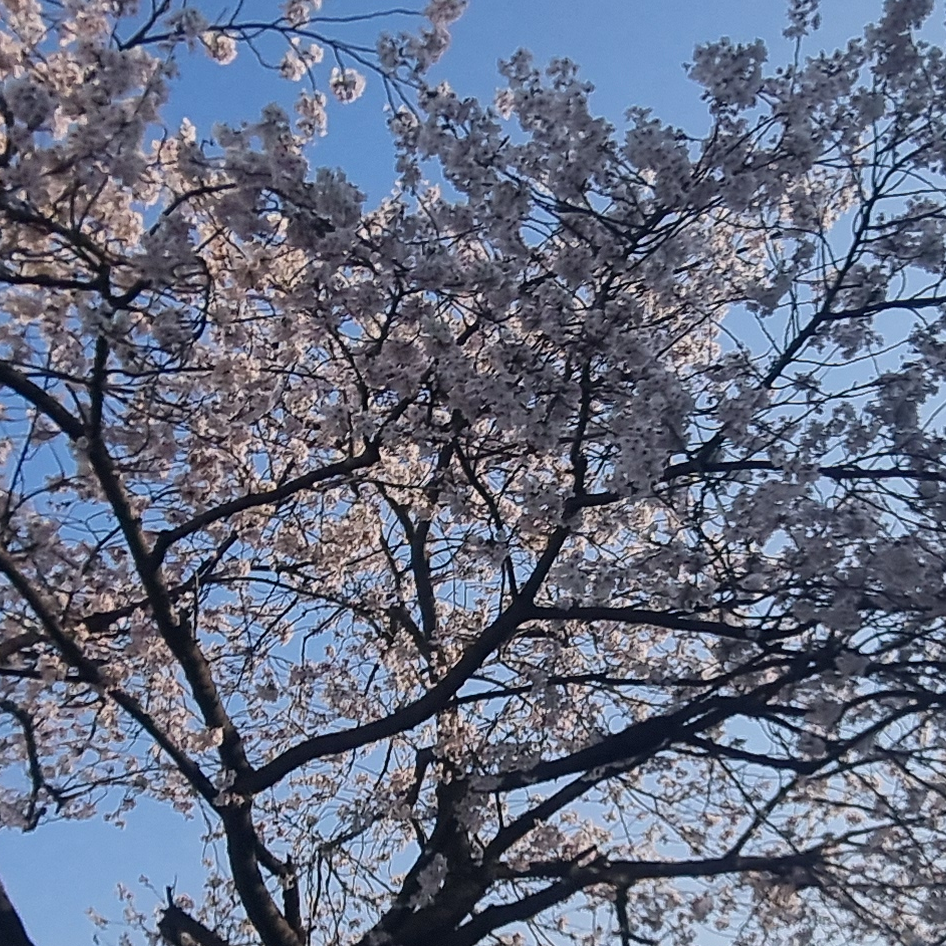 아이리 칸나 대표 이미지