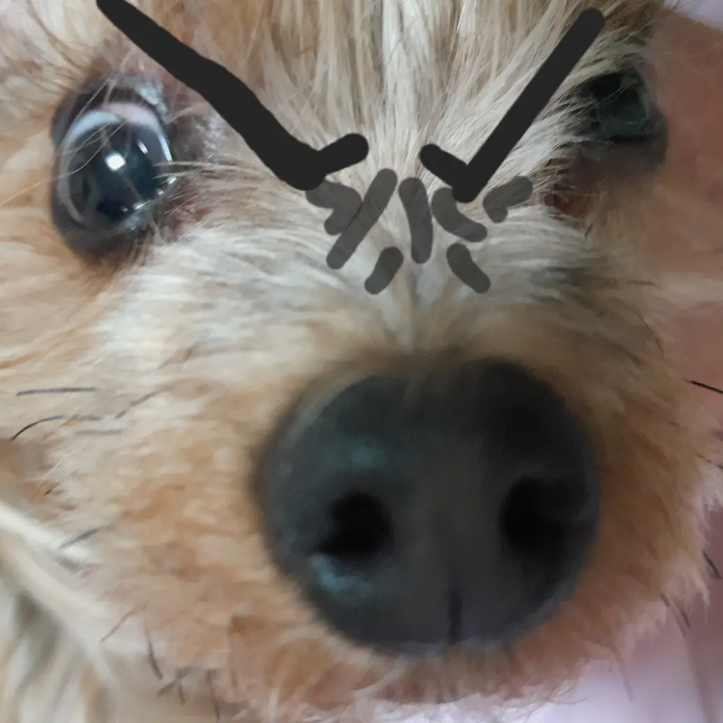 FatQuill6877의 딸복이