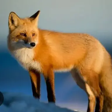Profile image of 여우