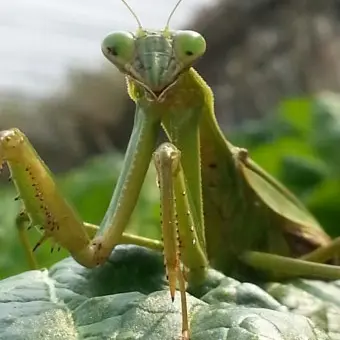 SnowyGlaze6577의 사마귀