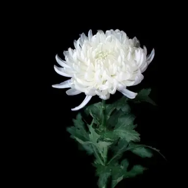 Profile image of ...