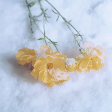 Profile image of 각별