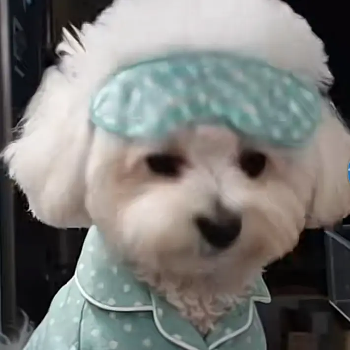 I_want_fly의 아이브 유치원