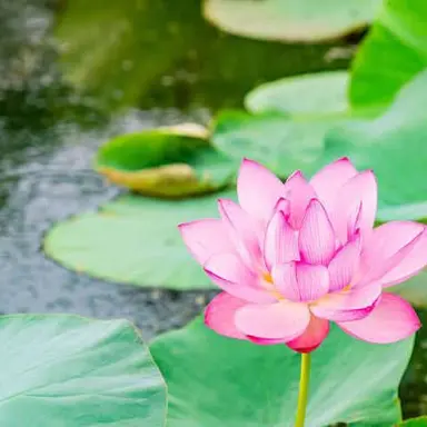 Profile image of 佐野愛花
