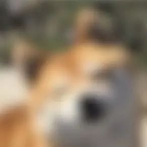 Profile image of シンタロウ