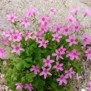 Profile image of 슈가