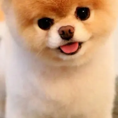 Profile image of 초코