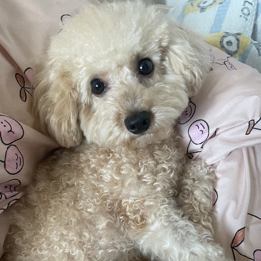 쿠키