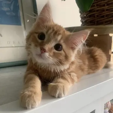 Profile image of Biscuit